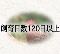 飼育日数130日