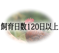 飼育日数130日