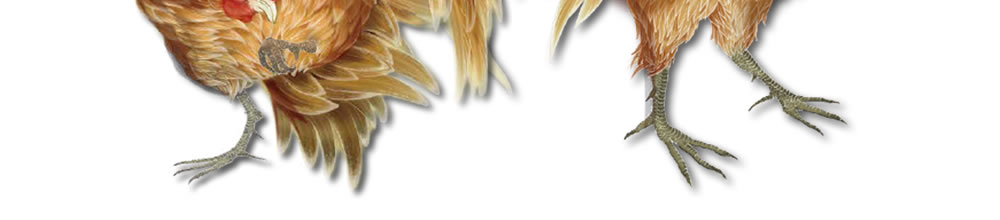 純系名古屋コーチンとは03