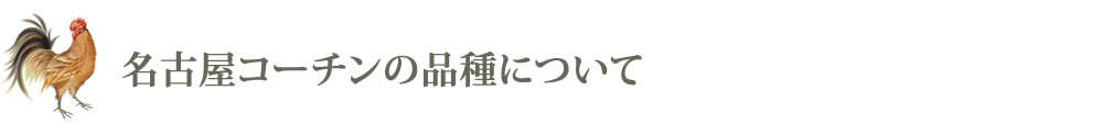 名古屋コーチンの品種について