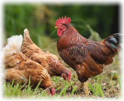 名古屋コーチンの本物の味