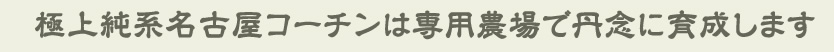 極上純系名古屋コーチンは専用農場で育成