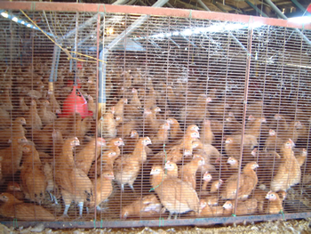 安全のこだわり